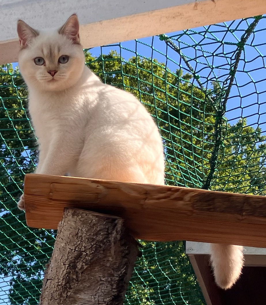 Buttercup September 2025